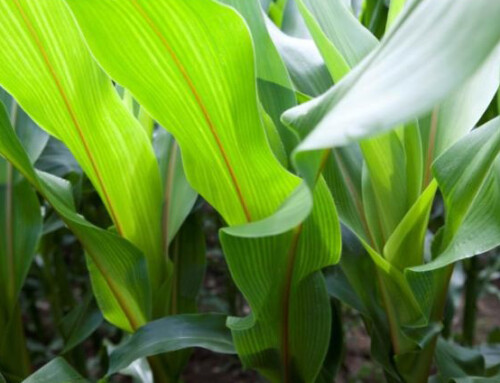 Pioneer Planting Program: la semina di precisione alla portata di tutti