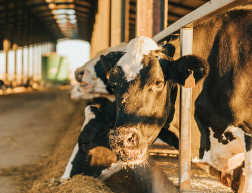 L’importanza dell’asse fegato-intestino nello stress da caldo