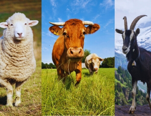 A proposito di Biodiversità