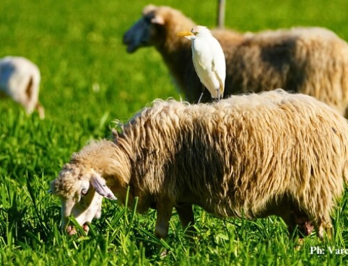 Endoparassitosi “da pascolo”: indicazioni pratiche per affrontarle