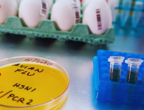 Confermato in California il terzo caso di influenza aviaria H5 in un essere umano