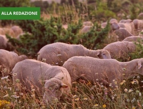 Dove sono finiti gli acconti Pac 2024? La lettera di un’allevatrice marchigiana in difficoltà